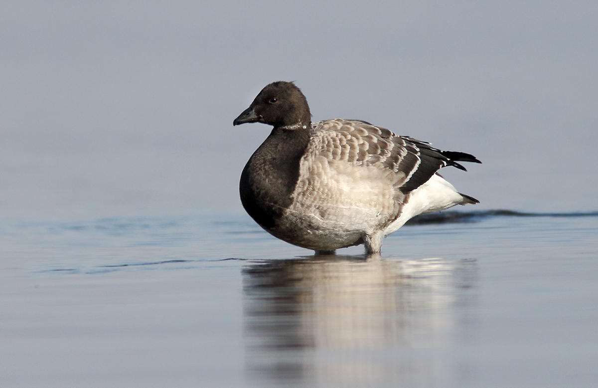 Brant Goose