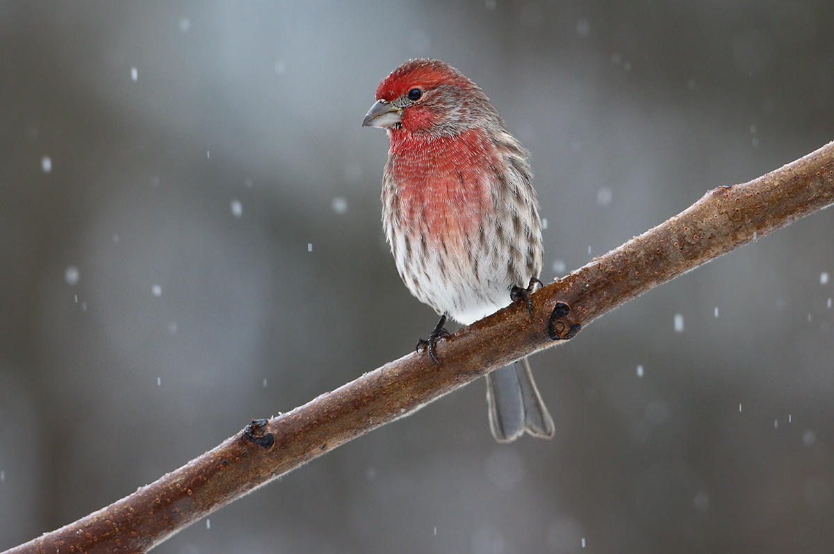 A Ltlle Snow