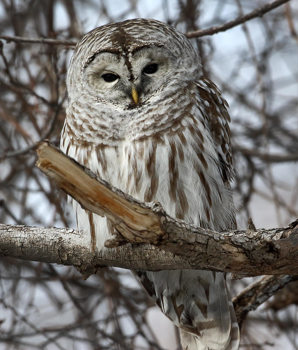 Winter Barred