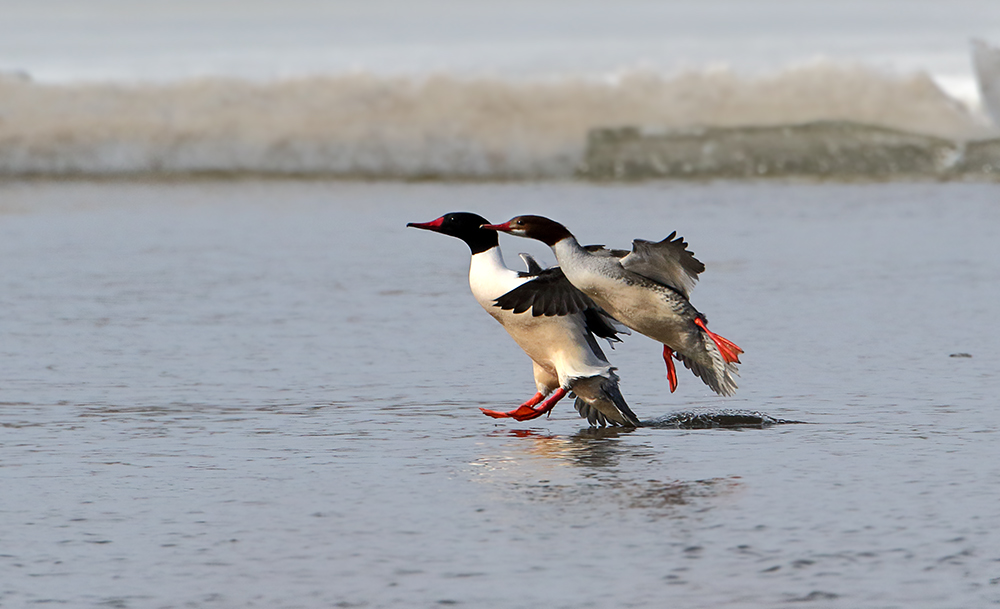 Common Tandem