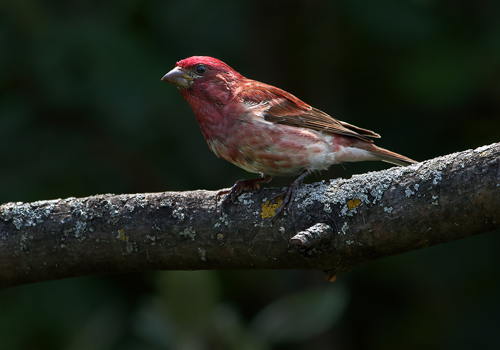 Purple Finch (m)