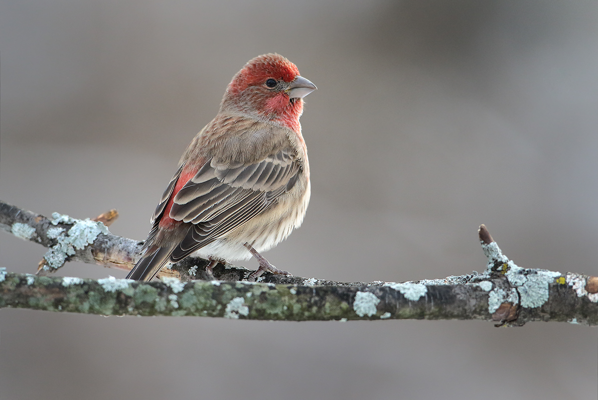 House Finch(m)