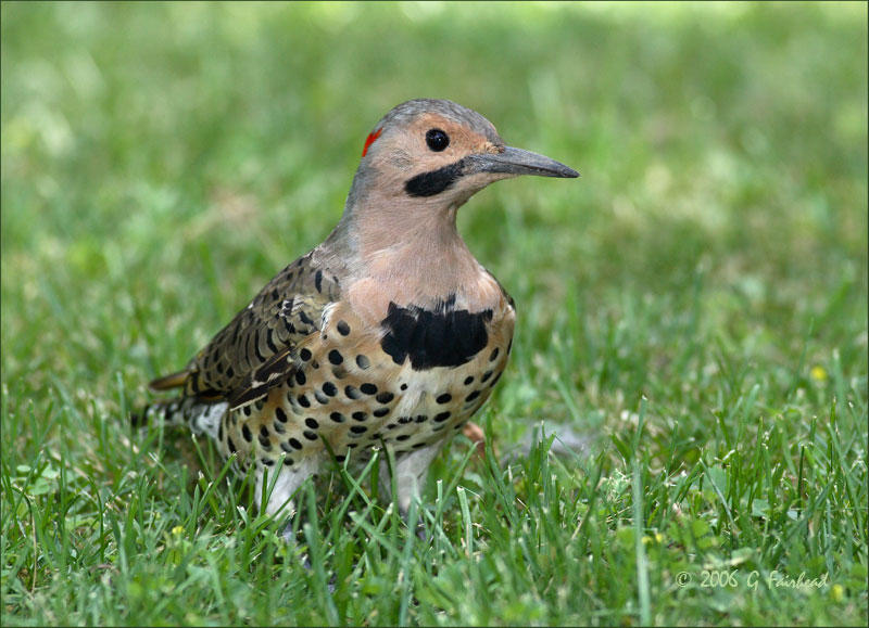 Flicker in the Grass...Hunting for ants