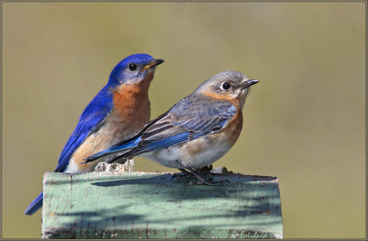 Eastern Bluebird Male and female