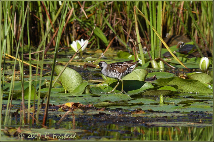 Sora Habitat