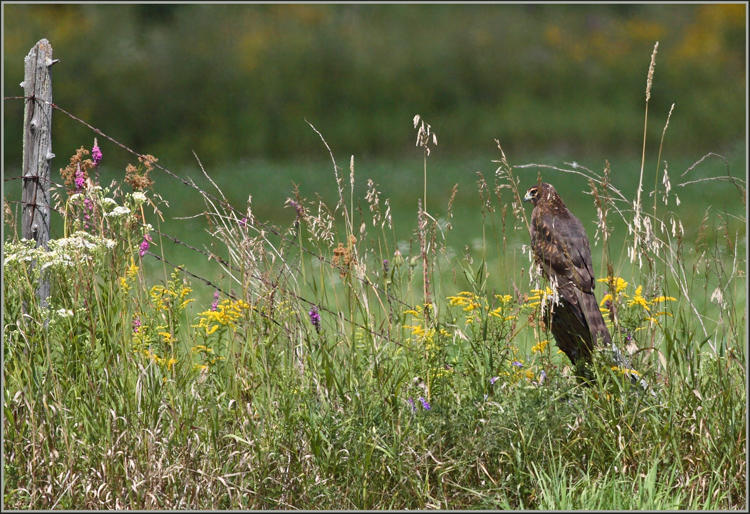 Habitat