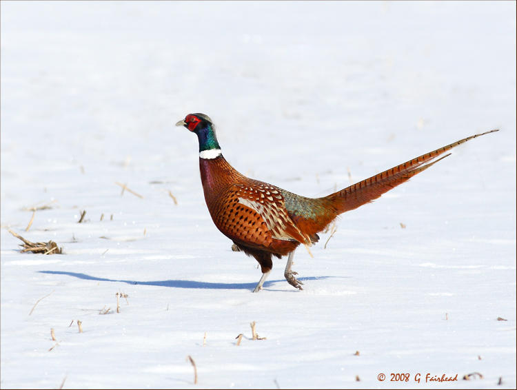 Ring-Necked-Pheasant.jpg