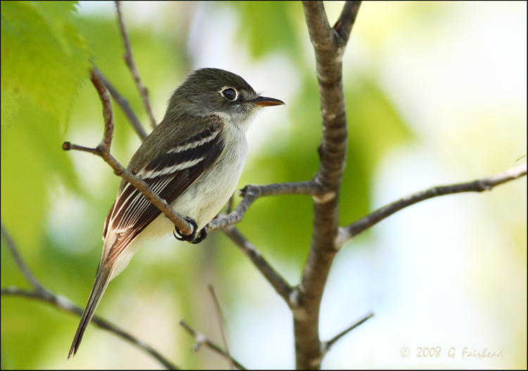 Least Flycatcher