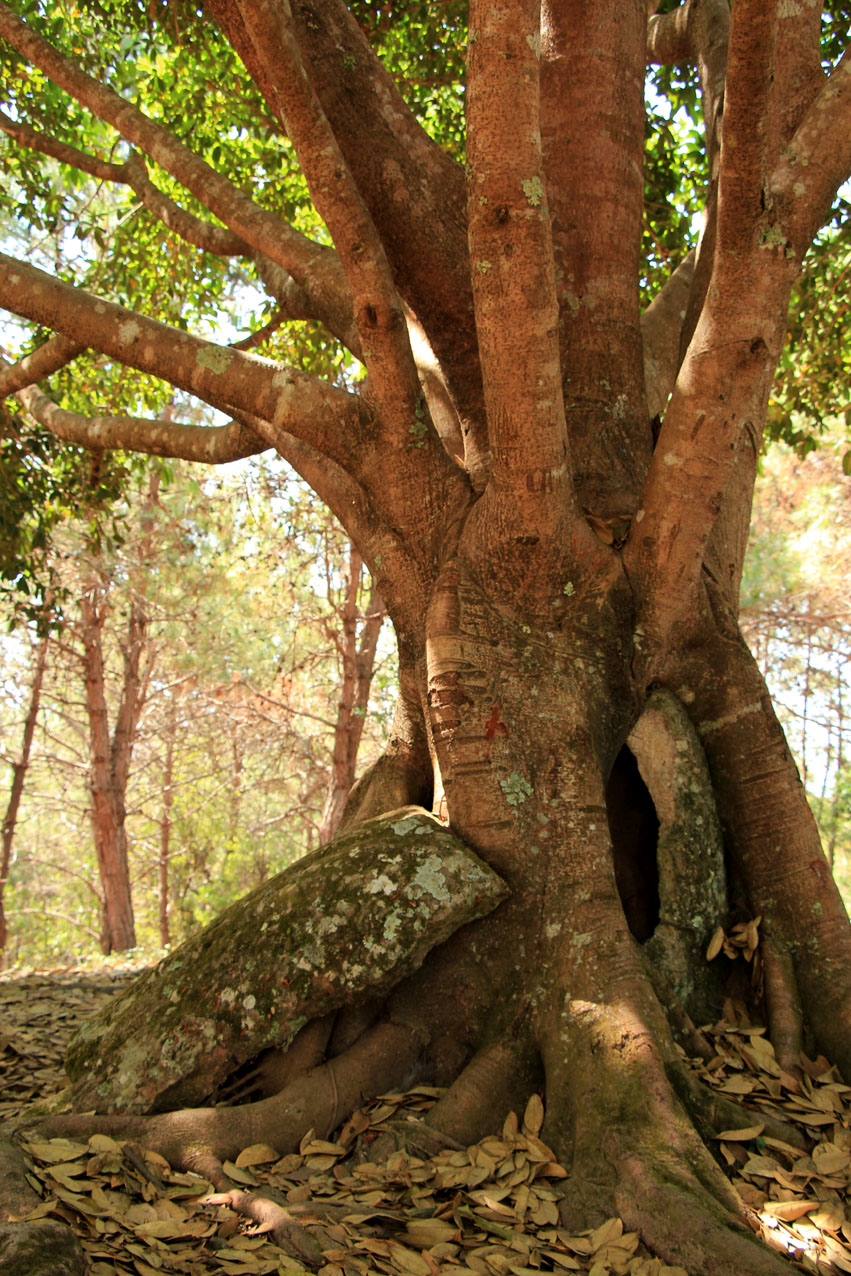 Plain of Jars