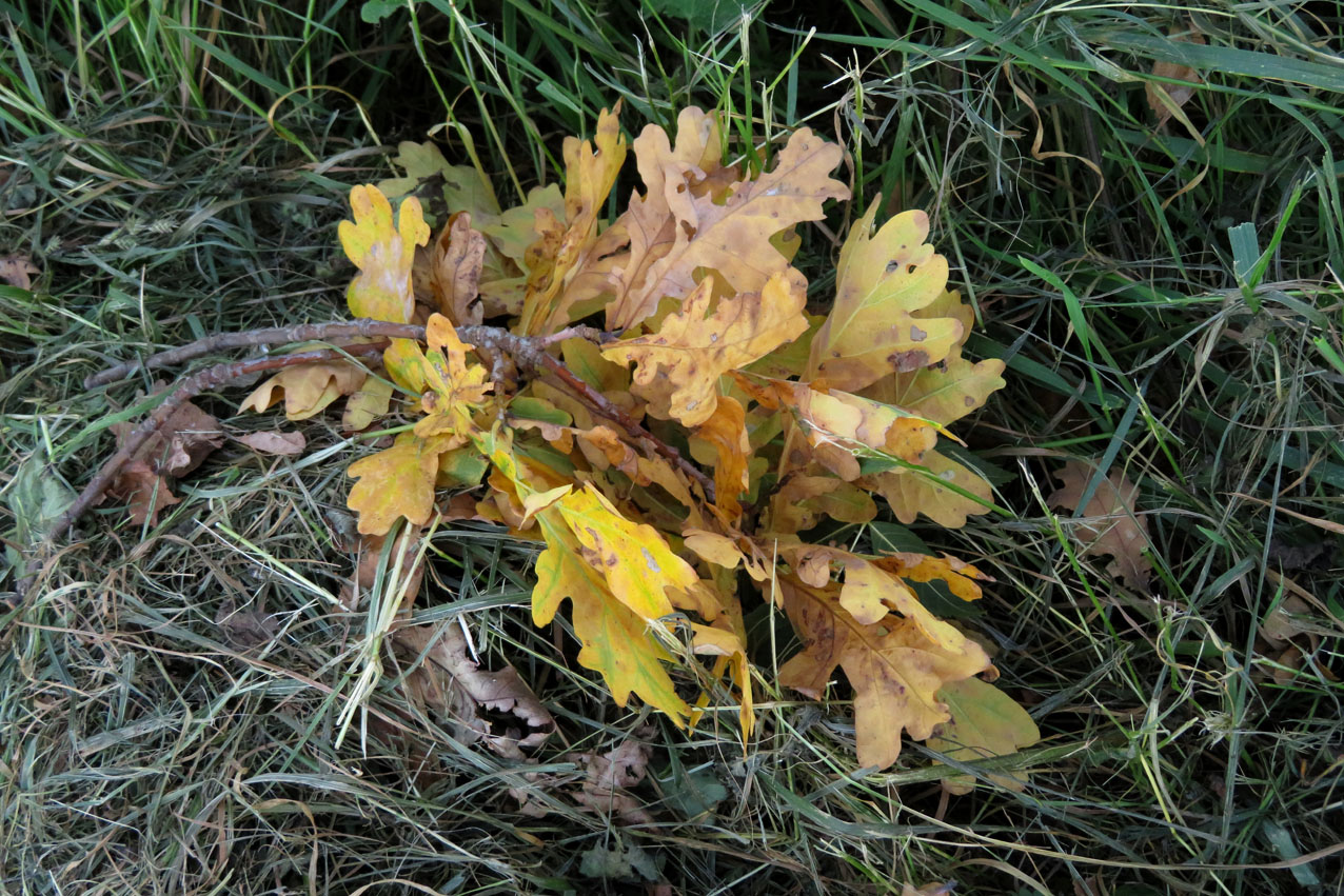 IMG_5676.JPG