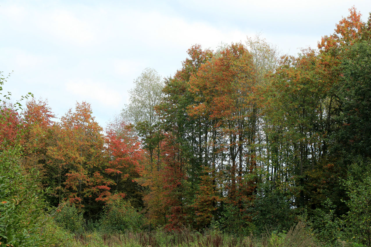IMG_7556.JPG