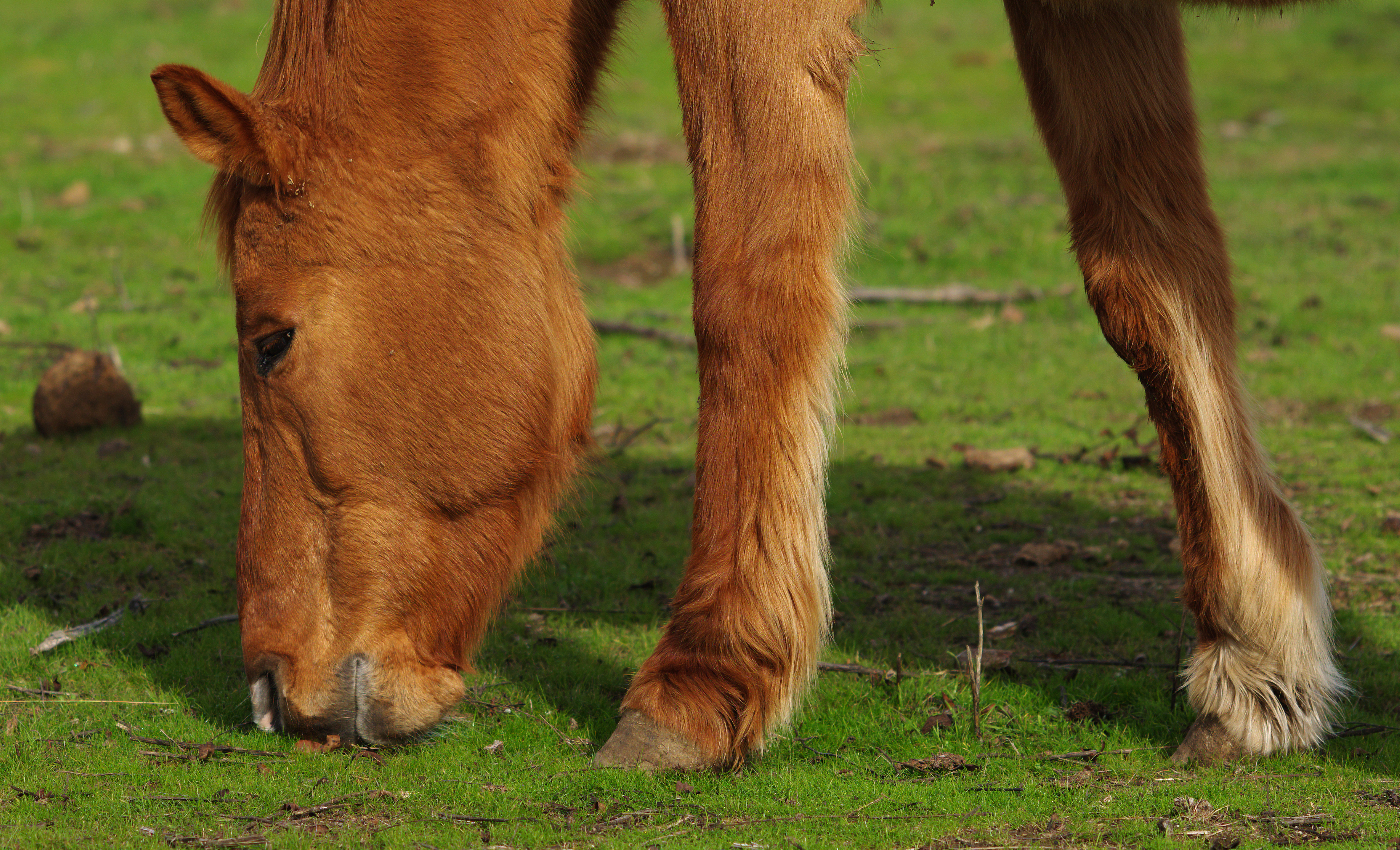 the horse with two legs