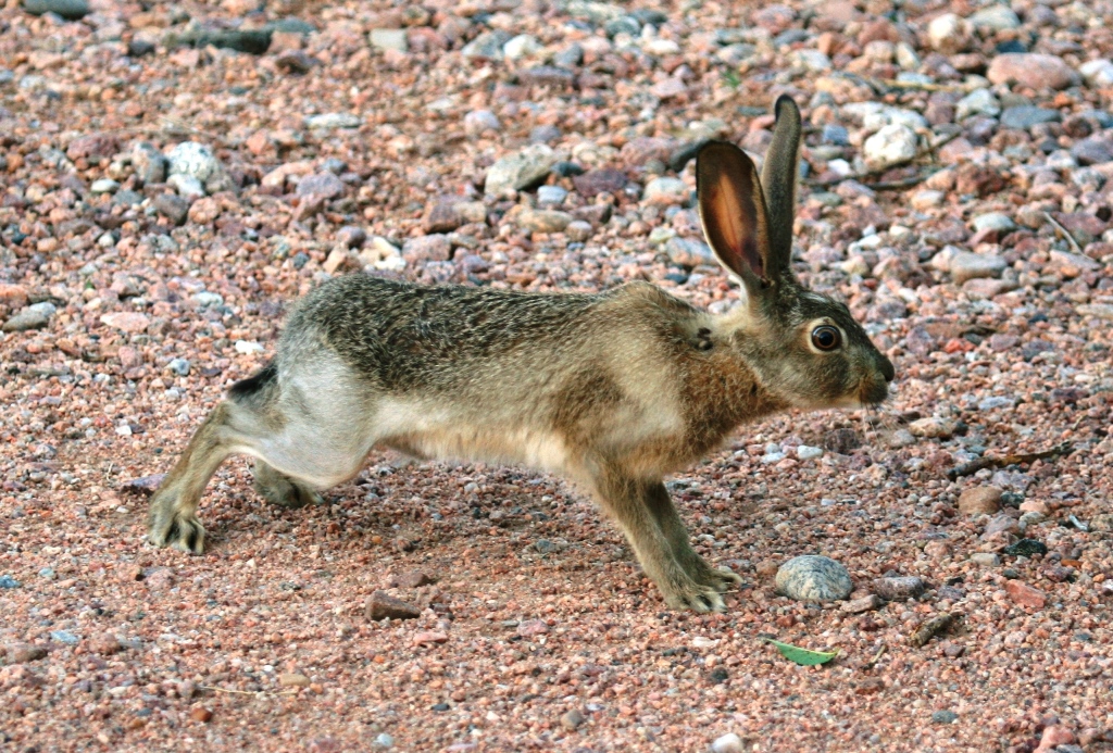 Jackrabbit