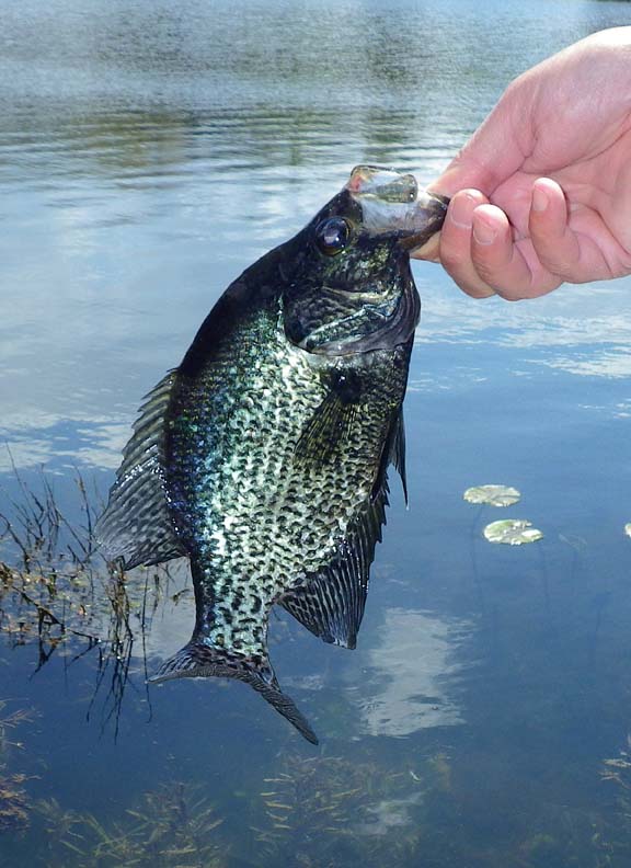 Crappie4.jpg