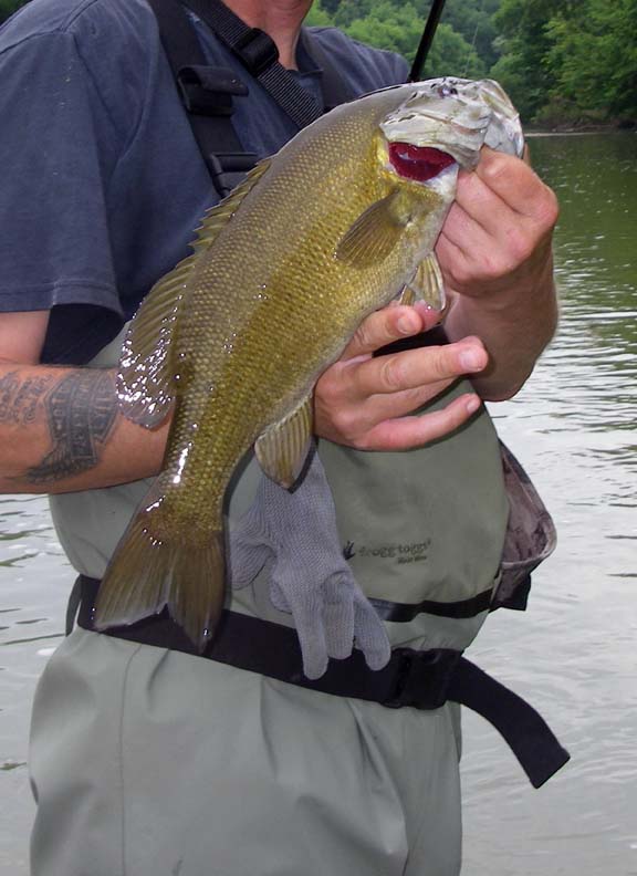 SmallmouthBass34.jpg