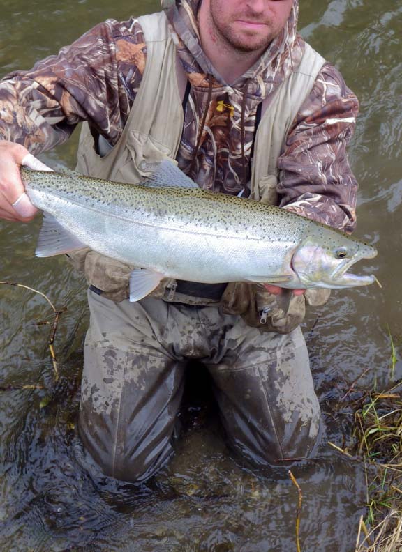 Steelhead356.jpg