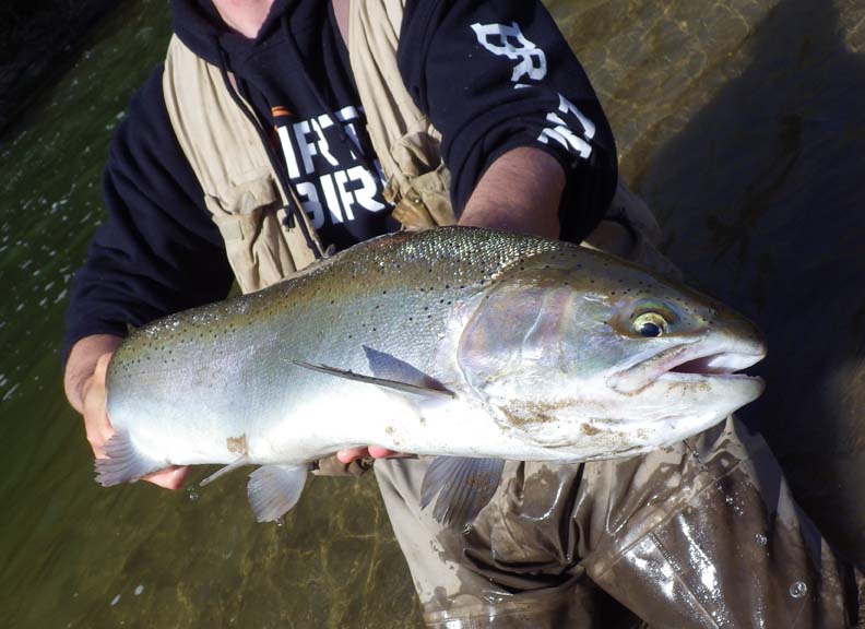 Steelhead366.jpg