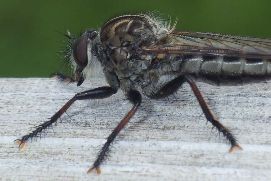 Robberfly84.jpg