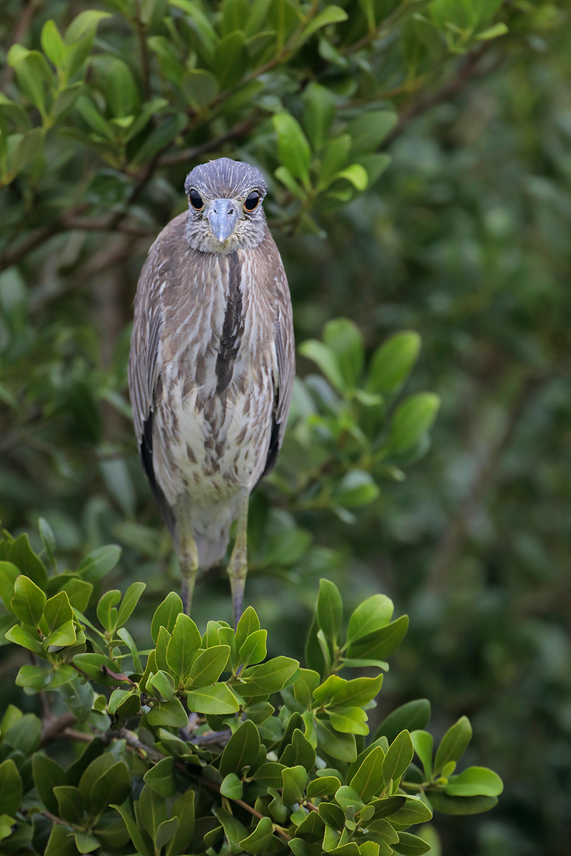 Yellow-crowned Night Heron