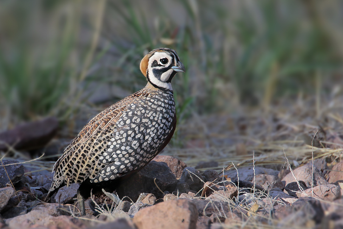 Montezuma Quail