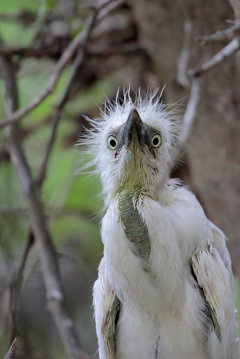 Cattle Egret