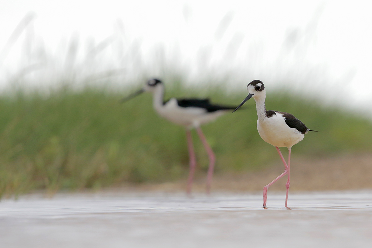 Black-necked Stilt