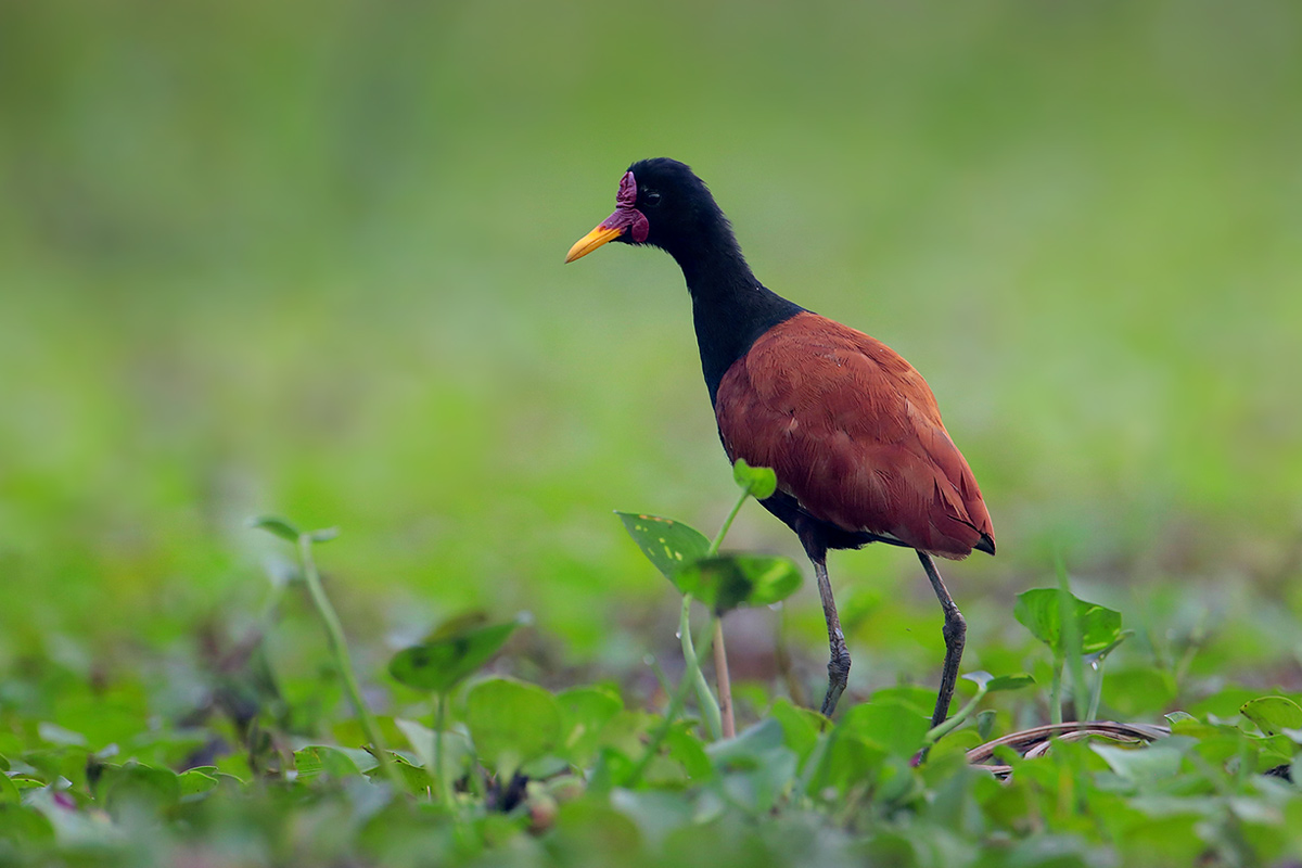 Wattled Jacana