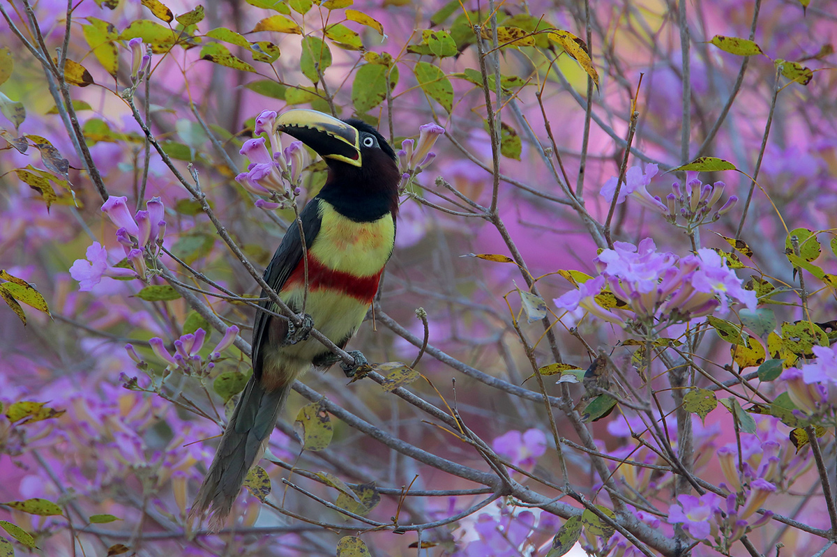 Chestnut-eared Aracari