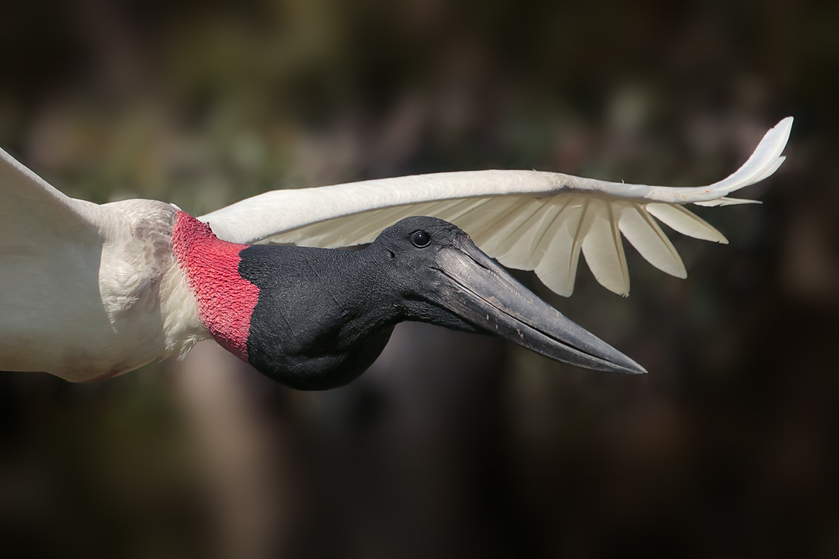 Jabiru