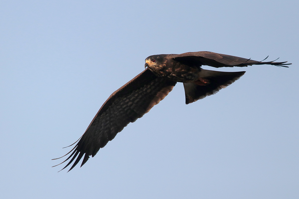 Snail Kite