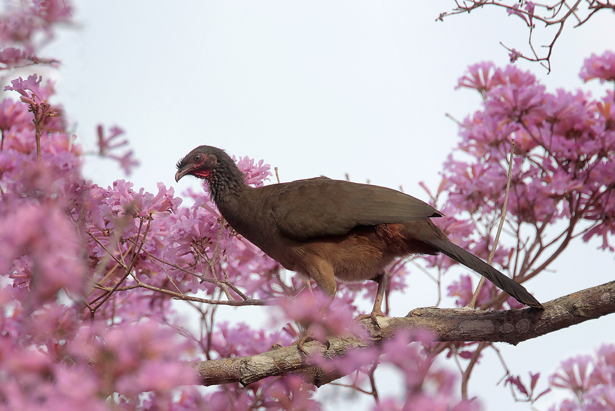 Chaco Chachalaca