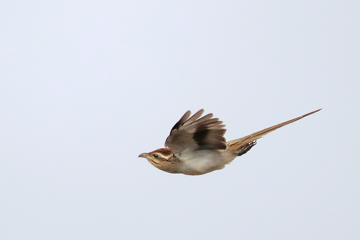 Striped Cuckoo