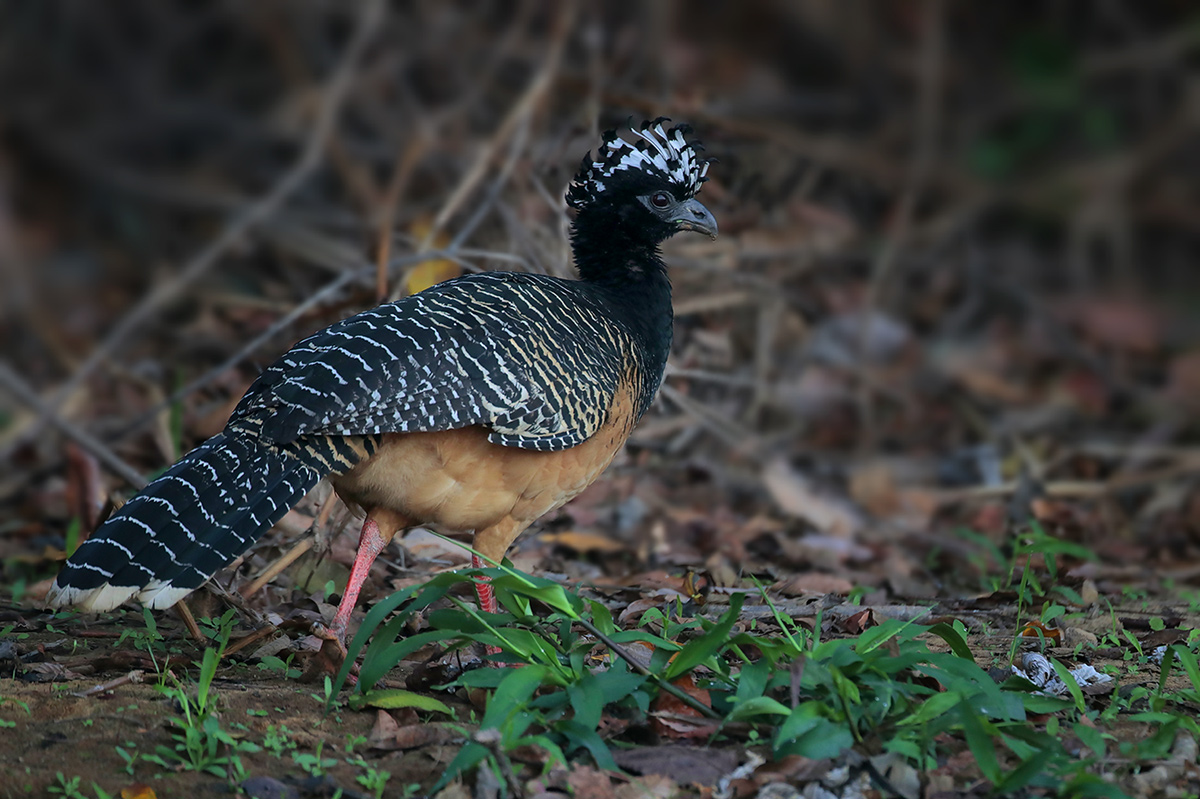 Bare-faced Curassow