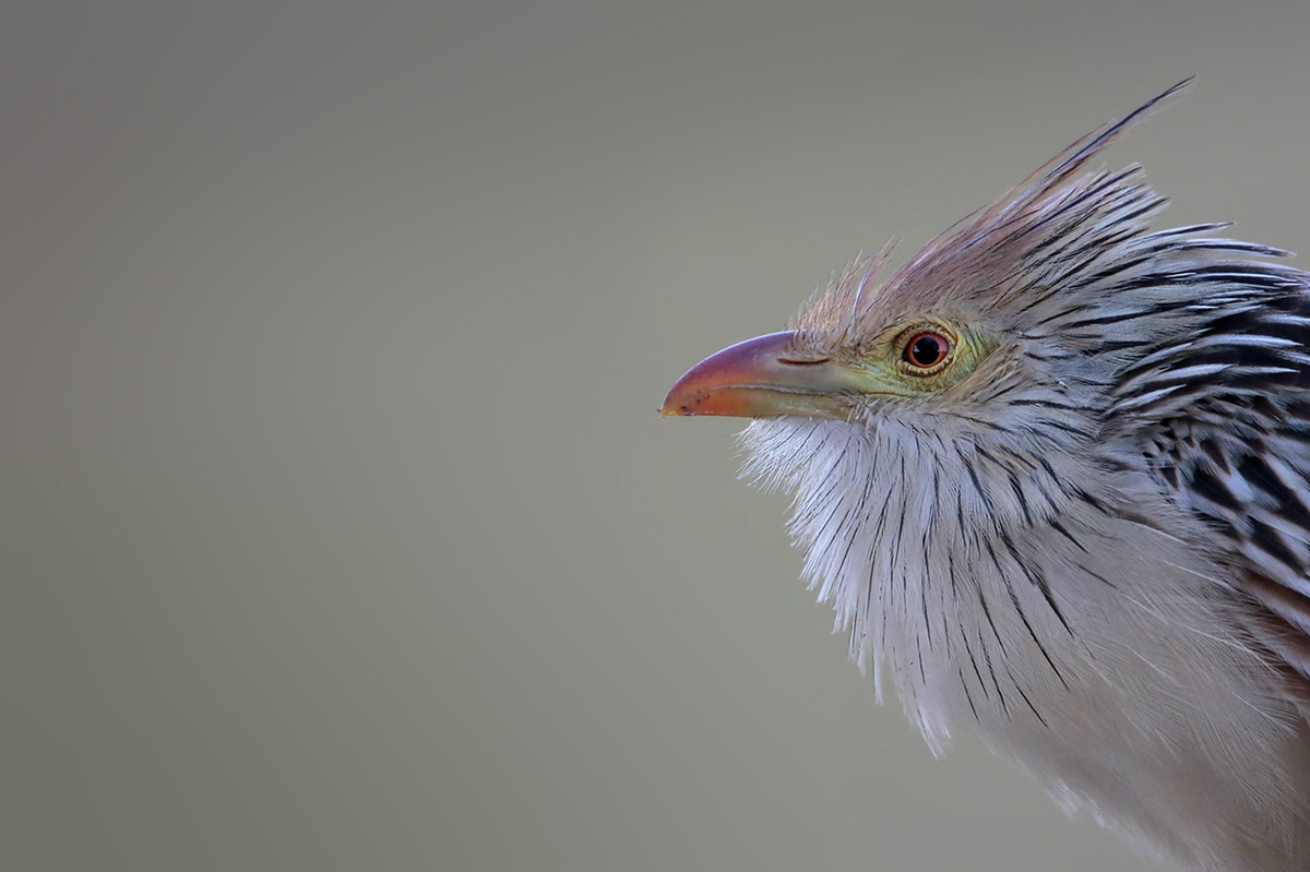Guira Cuckoo
