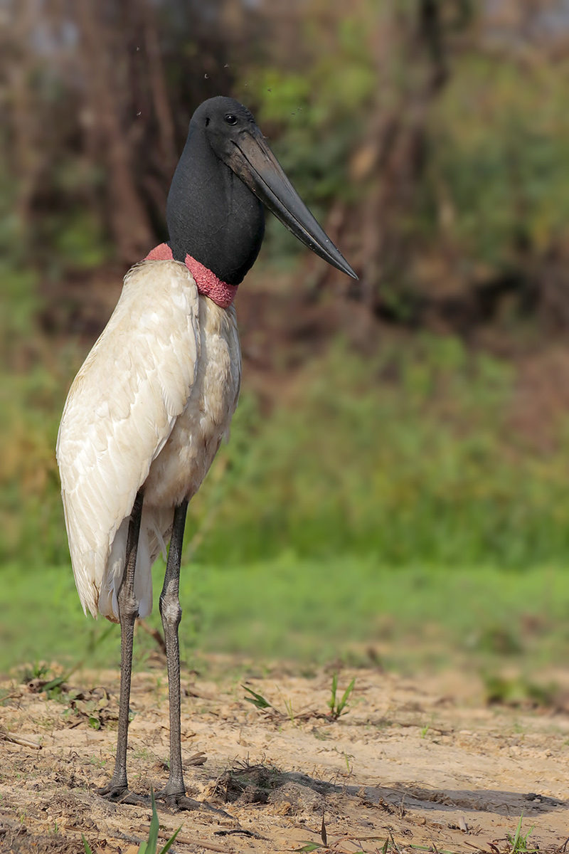 Jabiru