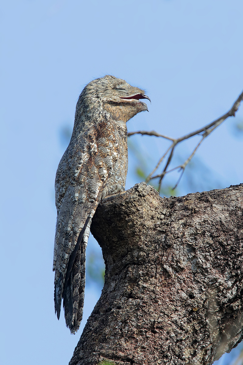 Great Potoo