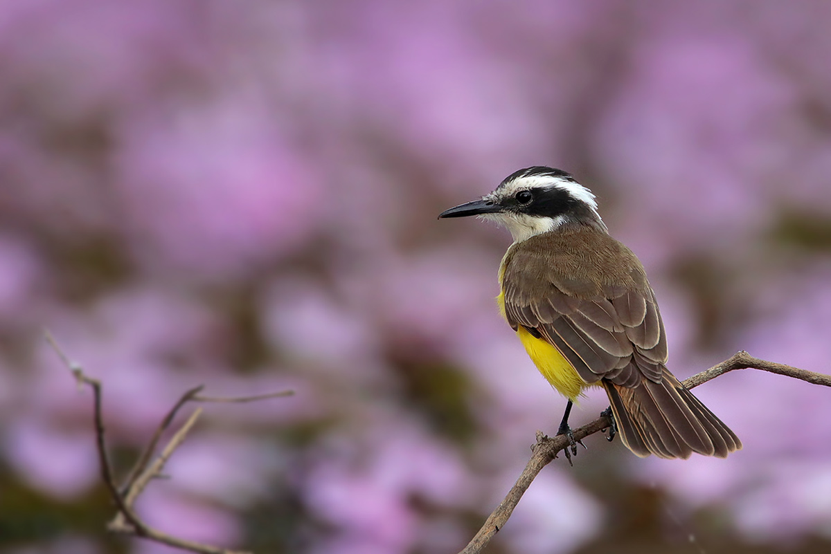 Lesser Kiskadee