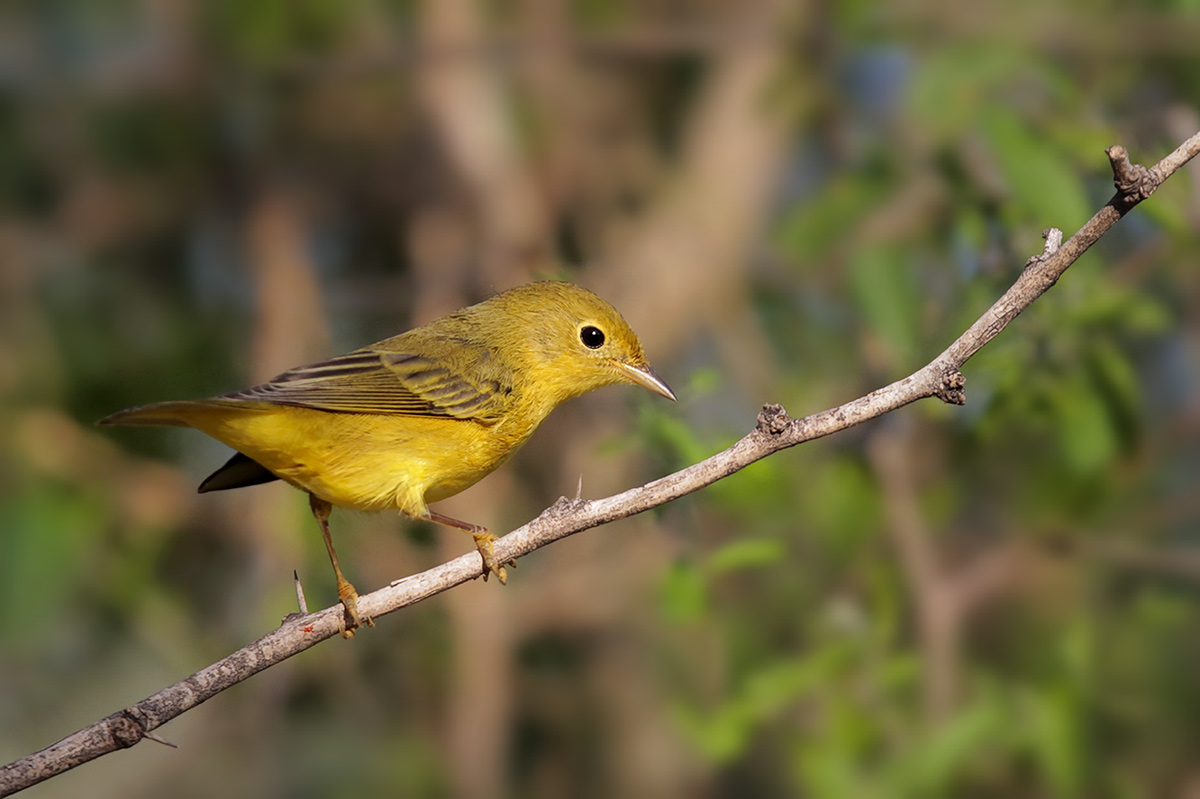 Yellow Warbler