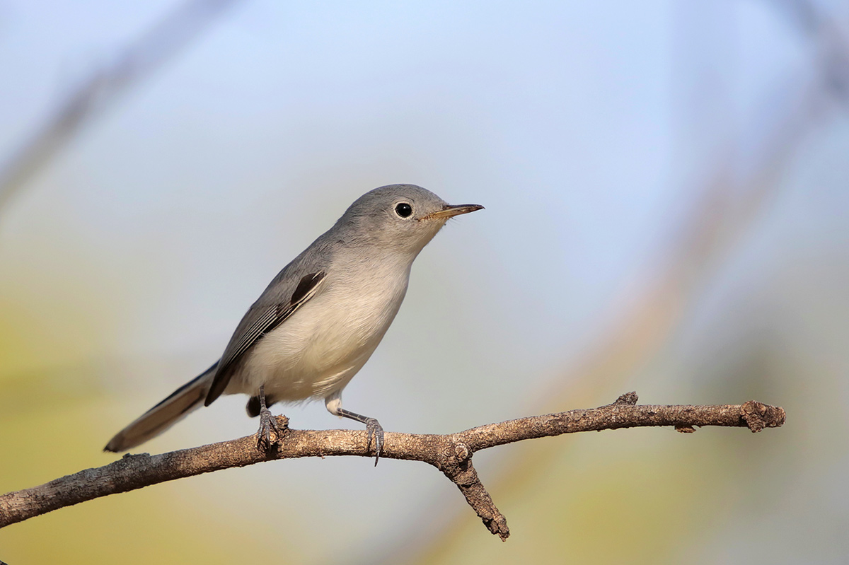 Blue-gray Gnatcatcher