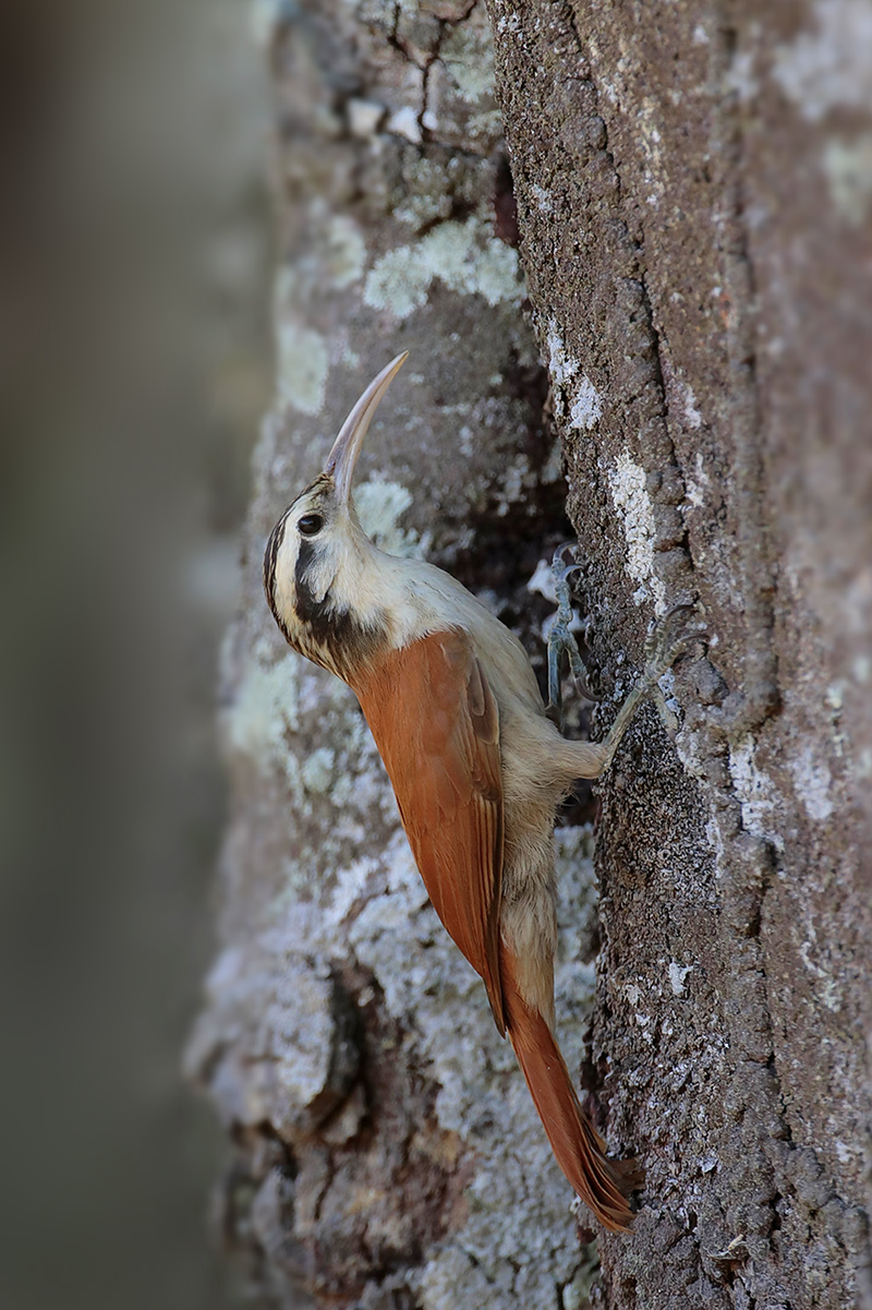 Narrow-billed Woodcreeper