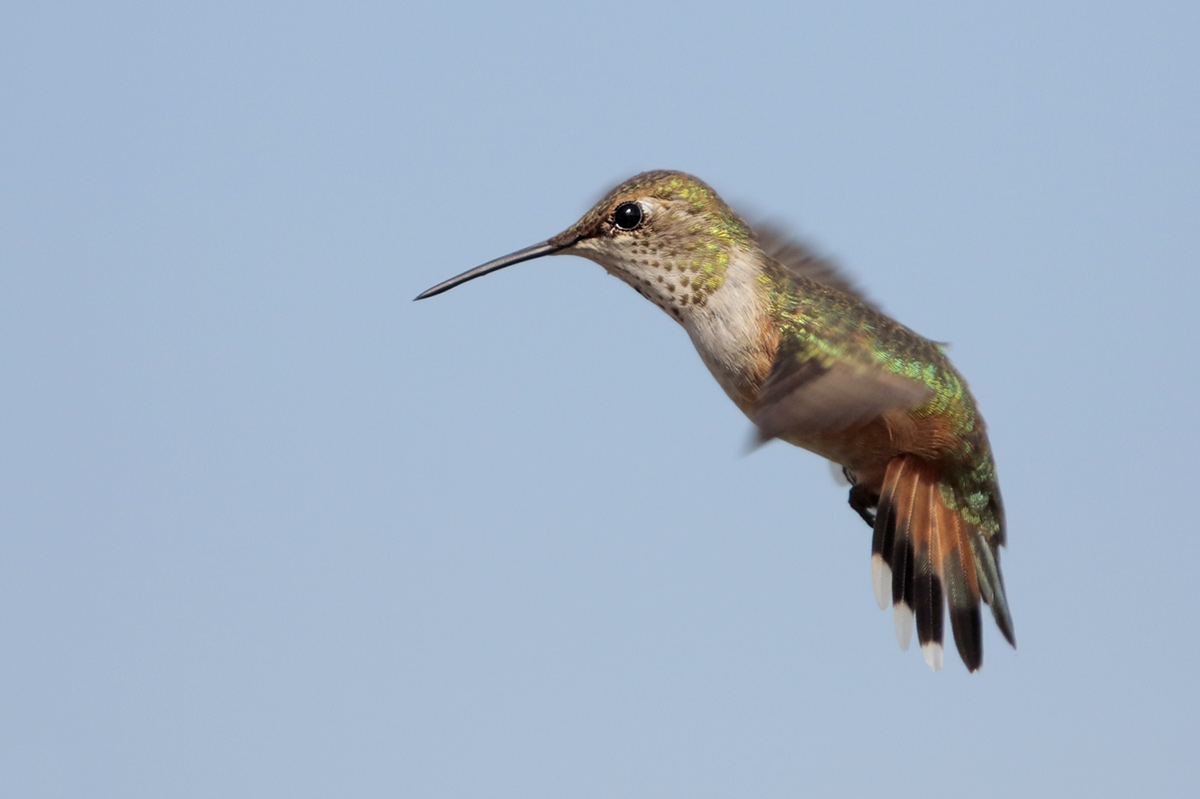 Allens Hummingbird