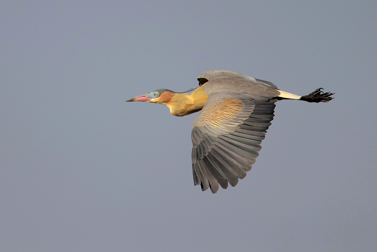 Whistling Heron