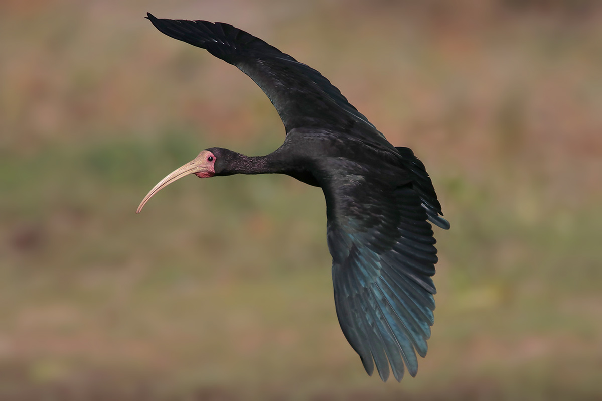 Bare-faced Ibis