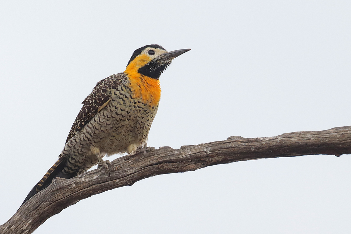 Campo Flicker