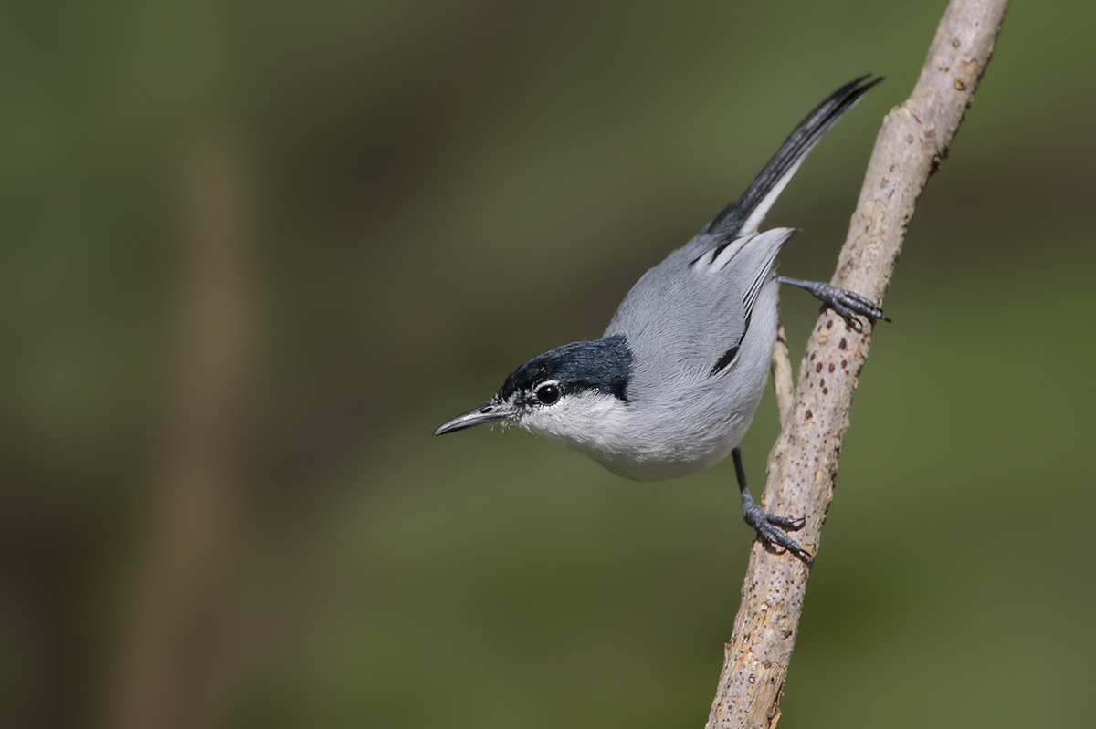 Wite-lored Gnatcatcher