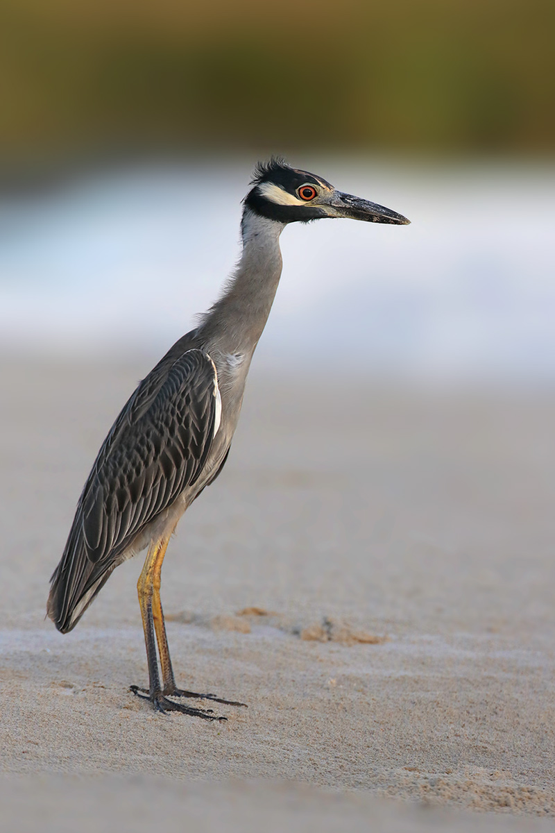 Yellow-crowned Night-Heron