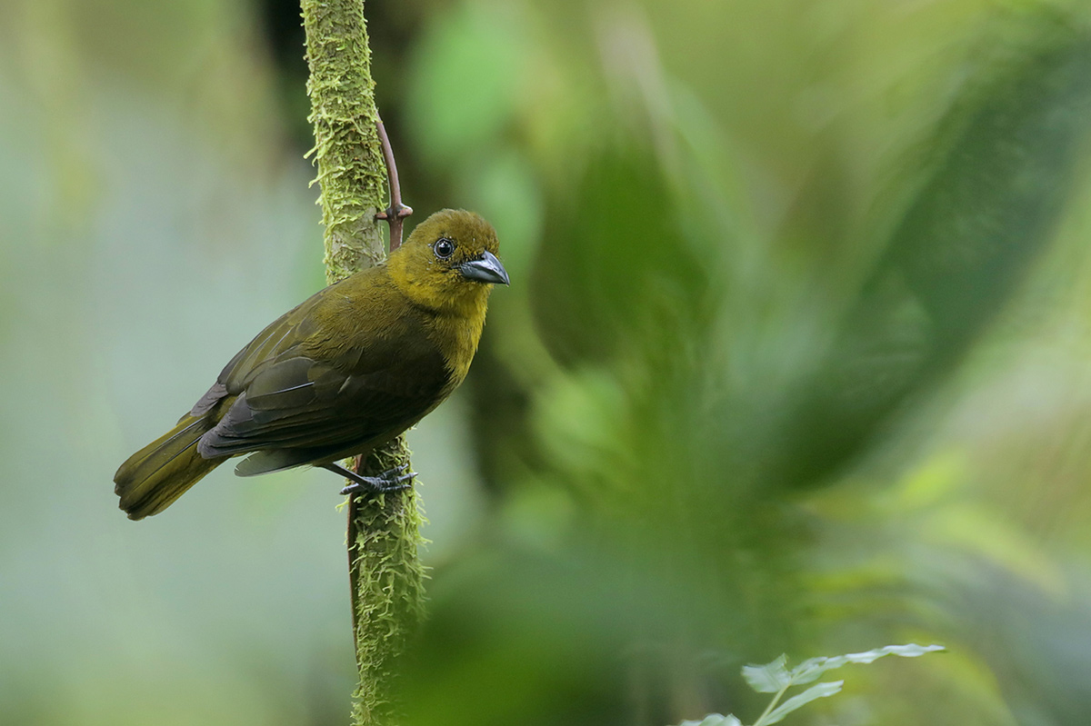 Carmiols Tanager (Olive Tanager)