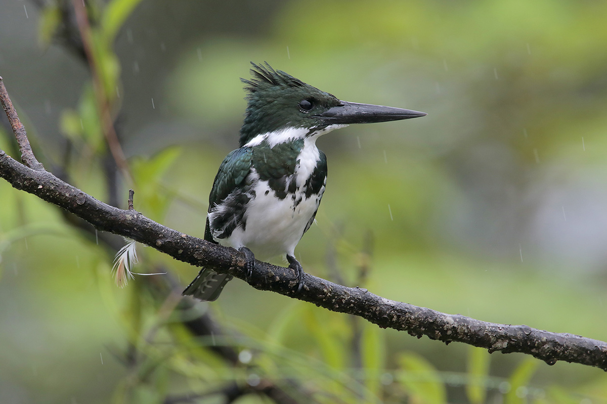 Amazon Kingfisher