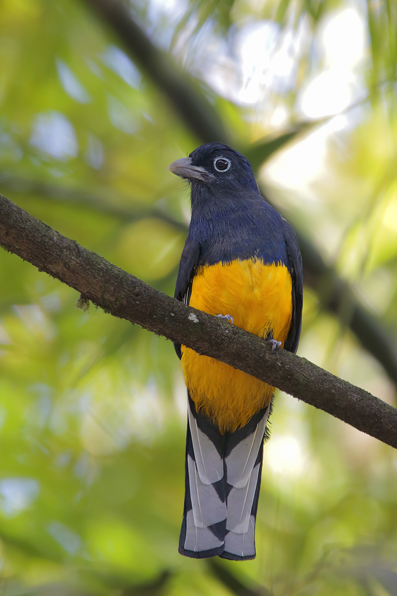 Green-backed Trogon