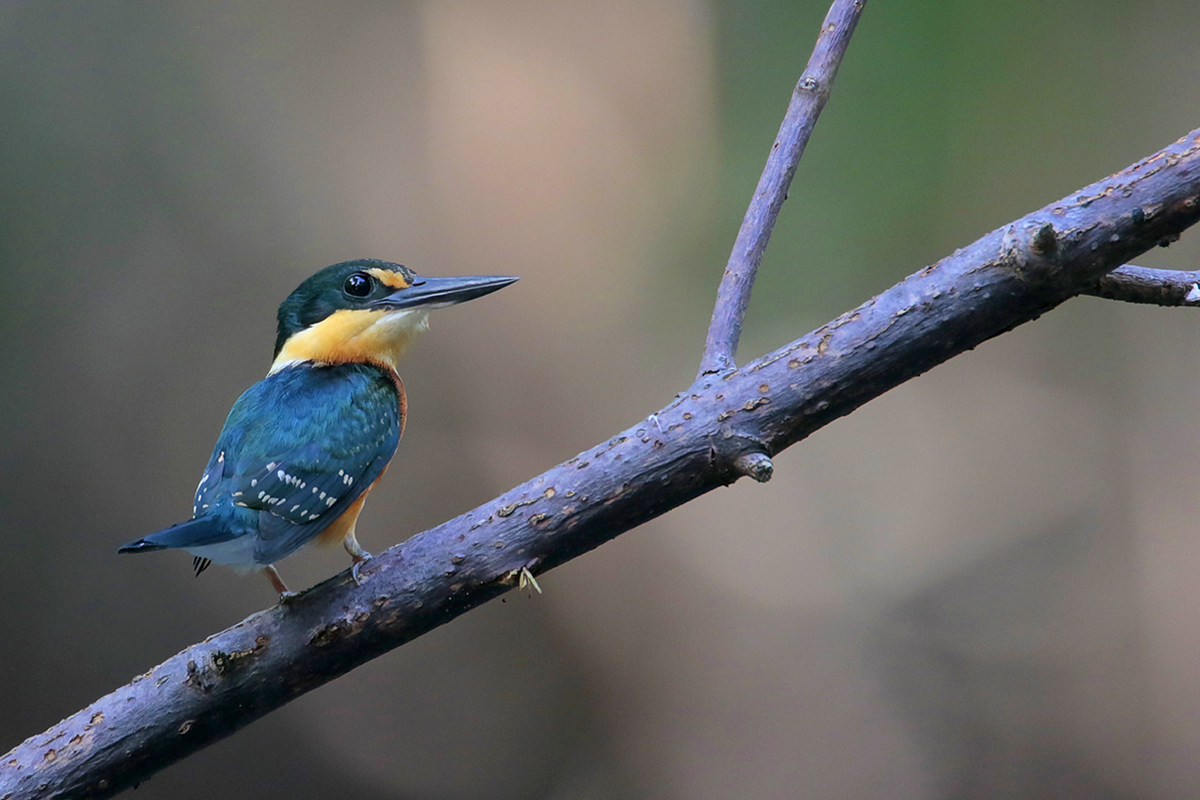 American Pygmy Kingfisher